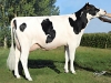 DOSE TAUREAU ONEIL - NFR5368981144 - 6693038