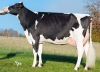 DOSE TAUREAU NUMBER - NFR5371889343 - 6692278