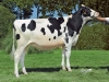 DOSE TAUREAU LIFETIME - NFR5373868684 - 6690095