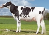 DOSE TAUREAU PACOLINE - NFR5373868933 - 6695956