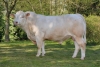 DOSE TAUREAU LEMON P - NFR5379327257 - 3890873