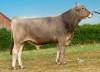 DOSE TAUREAU TRIPOLI - NFR5455698482 - 21A1658