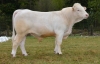 DOSE TAUREAU LISSEY - NFR5502328649 - 3890875