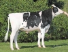 DOSE TAUREAU REMEMBER - NFR5502632933 - 6696558