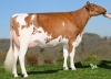 DOSE TAUREAU RAMSES RF - NFR5502638213 - 6696559