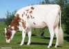 DOSE SEXEE FEM 90 TAUREAU STRIKE RED - XFR5502761331 - 66A0551