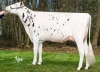 DOSE TAUREAU JUNEBOY - NFR5618765226 - 6687562