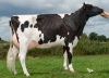 DOSE TAUREAU JUNEBOY - NFR5618765226 - 6687562
