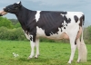 DOSE TAUREAU OZEGAN - NFR5625225953 - 6695091