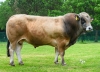DOSE TAUREAU URSUS - NFR5625312623 - 71A3043