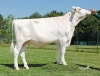 DOSE TAUREAU ORADE - NFR5625554143 - 6695026