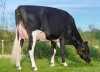 DOSE TAUREAU PELFORTH - NFR5625554220 - 6696169