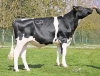 DOSE TAUREAU RADOMIR RF - NFR5625554321 - 6697333