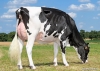 DOSE TAUREAU ROKER - NFR5625554347 - 6698162
