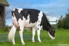 DOSE TAUREAU UNICHROME - NFR5625554545 - 66A3225