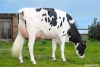 DOSE TAUREAU UNICHROME - NFR5625554545 - 66A3225
