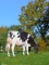 DOSE TAUREAU SPIELBERG - NFR5625947814 - 6698804