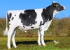 DOSE TAUREAU VANGELIS - NFR5625948999 - 66A4318