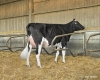 DOSE TAUREAU ISSOUDUN - NFR5628132657 - 6685295