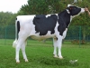 DOSE TAUREAU JUVENTUS - NFR5631923026 - 6687374