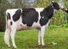 DOSE TAUREAU JUVENTUS - NFR5631923026 - 6687374