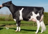 DOSE SEXEE FEM 90 TAUREAU NOIRON - XFR5631923268 - 6692811