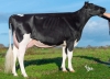 DOSE SEXEE FEM 90 TAUREAU PLACID - XFR5631923465 - 6695959