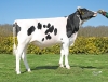 DOSE TAUREAU RIJKAARD - NFR5631923485 - 6696284