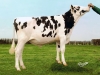 DOSE TAUREAU LIFESTYLE - NFR5634370201 - 6688900