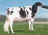 DOSE TAUREAU LIFESTYLE - NFR5634370201 - 6688900