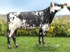 DOSE TAUREAU NEOPPS - NFR5638776093 - 5692978