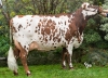 DOSE TAUREAU NEOPPS - NFR5638776093 - 5692978