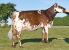DOSE TAUREAU NEOPPS - NFR5638776093 - 5692978