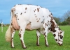 DOSE TAUREAU THEIX - NFR5638776608 - 56A1356