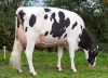 DOSE TAUREAU ELVYS ISY - NFR5640184055 - 6678925