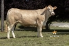 DOSE TAUREAU JETIN - NFR5655921327 - 7989886