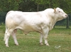 DOSE TAUREAU ODRISCOL P - NFR5706310971 - 3895922