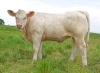DOSE TAUREAU ODRISCOL P - NFR5706310971 - 3895922