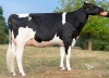 DOSE TAUREAU PASSION P - NFR5706331861 - 6695827