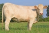 DOSE TAUREAU PICAMOLES - NFR5706362416 - 3897315