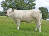 DOSE TAUREAU NEMO PP - NFR5811118841 - 3894231