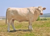DOSE TAUREAU PLAYBOY P - NFR5813019764 - 3895923