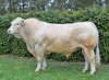 DOSE TAUREAU PLAYBOY P - NFR5813019764 - 3895923