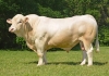 DOSE TAUREAU PLAYBOY P - NFR5813019764 - 3895923