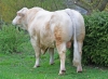 DOSE TAUREAU PLAYBOY P - NFR5813019764 - 3895923