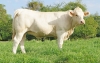 DOSE TAUREAU PLAYBOY P - NFR5813019764 - 3895923