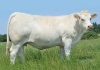 DOSE TAUREAU LASVEGAS - NFR5815116418 - 3890880