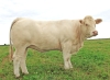 DOSE TAUREAU LASVEGAS - NFR5815116418 - 3890880