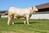 DOSE TAUREAU JARRET - NFR6413412369 - 3889087