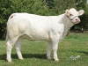 DOSE TAUREAU JARRET - NFR6413412369 - 3889087